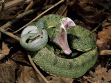 Two Striped Forest Pit Viper Snake with Young, Fangs Open, Amazon Rainforest, Ecuador