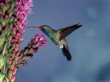 Broad Billed Hummingbird (Cynanthus Latirostris) Az, USA Madera Canyon, Arizona