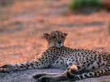 Cheetah Resting, Okavango Delta, Botswana