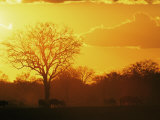 African Buffalo, Feeding at Sunset, Hwange National Park, Zimbabwe