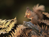 Red Squirrel in Autumn, Scotland, UK Strathspey