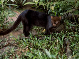 Jaguarundi, Ecuadorian Amazon Ecuador
