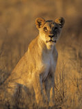 Lioness at Sunrise (Panthera Leo) Kalahari Gemsbok National Park South Africa
