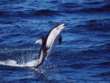 Pacific White Sided Dolphin Tail Walking, Monterey Bay USA