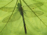 Emperor Dragonfly, Silhouette Seen Through Leaf, Cornwall, UK Premium Poster