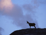 Chamois (Rupicapra Rupicapra) Silhouetted, Gran Paradiso National Park, Italy