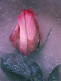 Rose Flower Frozen in Ice Wisconsin, USA