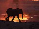 African Elephant, at Sunset Chobe National Park, Botswana