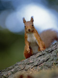 Red Squirrel on Tree Trunk, Scotland