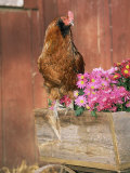Domestic Chicken, Americana Breed, USA