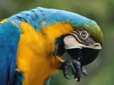 Blue and Yellow Macaw, S America