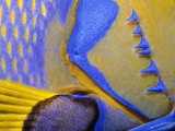 Queen Angelfish Close-Up of Gills and Pectoral Fin, Bahamas, Caribbean