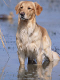 Golden Retriever in Water, USA, North America