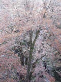 Oak Tree (Quercus Sp) Covered in Snow, Yosemite National Park, California, USA