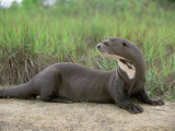 Buy Giant Otter, Guyana at AllPosters.com