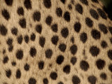 Cheetah Fur Detail