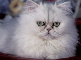 Pure Bred White Persian Domestic Cat