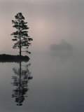 Lone Scots Pine, in Mist on Edge of Lake, Strathspey, Highland, Scotland, UK