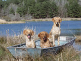 Golden Retrievers in Boat, USA