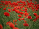 Poppy Field (Papaver Rhoeas), Germany, Europe