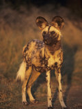 Arican Wild Dog Portrait (Lycaon Pictus) De Wildt, S. Africa