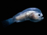 Buy Deep Sea Anglerfish Male at AllPosters.com
