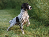 English Springer Spaniel, Wet and Alert, USA