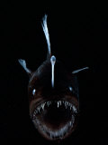Deep Sea Anglerfish, Female with Lure Projecting from Head to Attract Prey, Atlantic Ocean