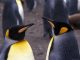 Two King Penguins Face to Face, (Aptenodytes Patagoni) South Georgia