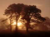Scots Pine (Pinus Sylvestris) in Morning Mist, Glen Affric, Inverness-Shire, Scotland, UK, Europe