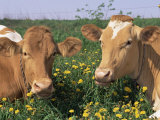 Pair of Guernsey Cows (Bos Taurus) Wisconsin, USA