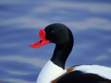 Shelduck Portrait (Tadorna Tadorna), Slimbridge, Gloucestershire, England, UK, Europe
