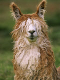 Alpaca Portrait, Altiplano, Bolivia