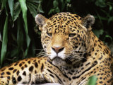 Jaguar Portrait, South America
