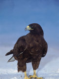 Galapagos Hawk, Espanola/Hood Is, Galapagos Islands, Ecuador