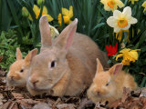 Buy Palamino Rabbits, Mother and Babies, Amongst Daffodils at AllPosters.com