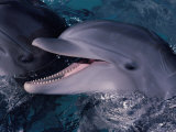 Bottlenose Dolphin (Tursiops Truncatus) Red Sea, Egypt