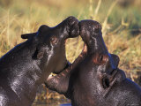Hippopotamus Play Fighting, Moremi Nr, Botswana
