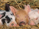Buy Piglets Sleeping, USA at AllPosters.com