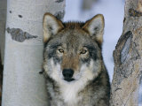 Grey Wolf Head Portrait, Us