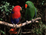 Eclectus Parrots: Male (Right) and Female (Left)
