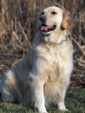 Golden Retriever Breed, USA