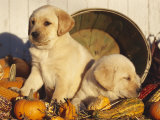 Golden Labrador Retriever Puppies, USA