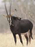 Sable Antelope, Chobe, Botswana