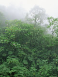 Buy Tropical Rainforest Canopy in Mist, Braulio Carrillo National Park, Costa Rica at AllPosters.com