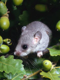 Fat / Edible Dormouse (Glis Glis) Europe