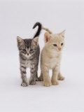 Domestic Cat (Felis Catus) 8-Week-Old Kittens