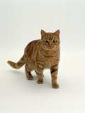 Domestic Cat, Red Tabby Male