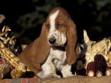 Basset Hound Puppy