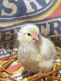 Domestic Chicken Chick, USA